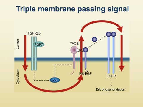 graphic: Triple membrane passing signal