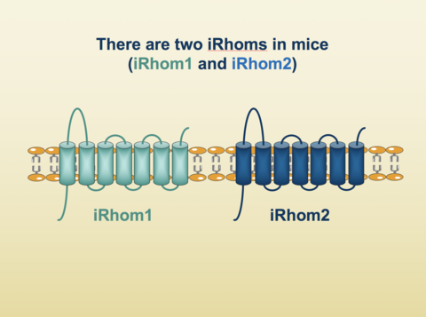 Graphic: There are two iRhoms in mice (iRhom1 and iRhom2)