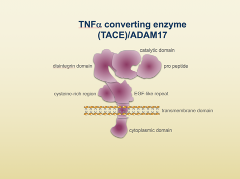 Graphic: TNF alpha converting enzyme (TACE)/ADAM17