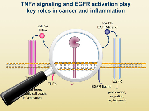 Graphic: TNF alpha signaling and EGFR activation play key roles in cancer and inflammation